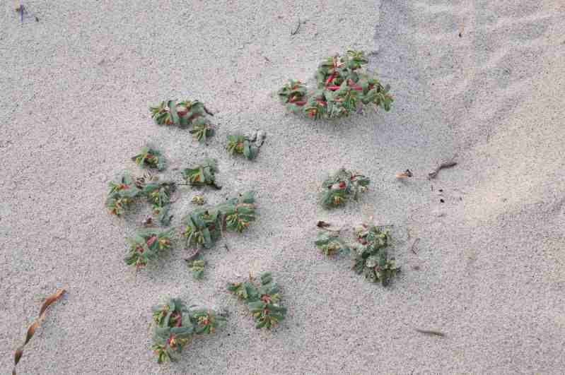 Euphorbia peplis /Euforbia delle spiagge